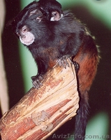 Продам тамарина бурого - <ro>Изображение</ro><ru>Изображение</ru> #1, <ru>Объявление</ru> #1386893