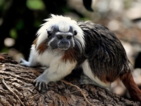 Продам эдипова тамарина - <ro>Изображение</ro><ru>Изображение</ru> #3, <ru>Объявление</ru> #1386885