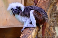 Продам эдипова тамарина - <ro>Изображение</ro><ru>Изображение</ru> #2, <ru>Объявление</ru> #1386885