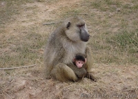 Продам гамадрила павиана - <ro>Изображение</ro><ru>Изображение</ru> #3, <ru>Объявление</ru> #1386902