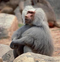 Продам гамадрила павиана - <ro>Изображение</ro><ru>Изображение</ru> #2, <ru>Объявление</ru> #1386902