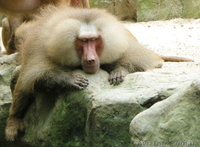 Продам гамадрила павиана - <ro>Изображение</ro><ru>Изображение</ru> #1, <ru>Объявление</ru> #1386902