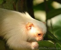 Продам игрунку серебристую - <ro>Изображение</ro><ru>Изображение</ru> #2, <ru>Объявление</ru> #1386881