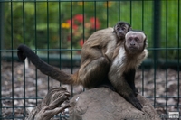 Продам бурого капуцина - <ro>Изображение</ro><ru>Изображение</ru> #1, <ru>Объявление</ru> #1386903