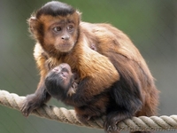 Продам бурого капуцина - <ro>Изображение</ro><ru>Изображение</ru> #2, <ru>Объявление</ru> #1386903