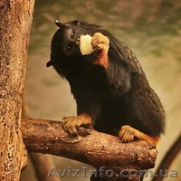 Продам тамарина краснорукого - <ro>Изображение</ro><ru>Изображение</ru> #1, <ru>Объявление</ru> #1386887