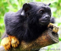 Продам тамарина краснорукого - <ro>Изображение</ro><ru>Изображение</ru> #2, <ru>Объявление</ru> #1386887