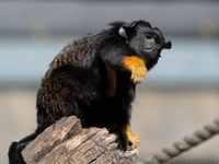 Продам тамарина краснорукого - <ro>Изображение</ro><ru>Изображение</ru> #3, <ru>Объявление</ru> #1386887