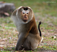 Продам макака лапундера - <ro>Изображение</ro><ru>Изображение</ru> #2, <ru>Объявление</ru> #1386907