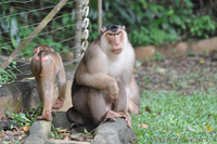 Продам макака лапундера - <ro>Изображение</ro><ru>Изображение</ru> #1, <ru>Объявление</ru> #1386907