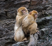 Продам макака магота - <ro>Изображение</ro><ru>Изображение</ru> #2, <ru>Объявление</ru> #1386868