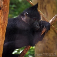 Продам мангобея черного - <ro>Изображение</ro><ru>Изображение</ru> #3, <ru>Объявление</ru> #1386904