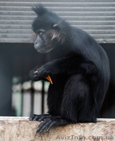 Продам мангобея черного - <ro>Изображение</ro><ru>Изображение</ru> #1, <ru>Объявление</ru> #1386904