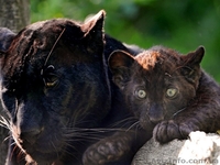 Продам грациозную пантеру - <ro>Изображение</ro><ru>Изображение</ru> #2, <ru>Объявление</ru> #1386866