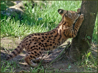 Продам сервала (пустынная кошка) - <ro>Изображение</ro><ru>Изображение</ru> #1, <ru>Объявление</ru> #1386835