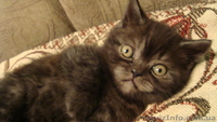 Шотландские    котята - <ro>Изображение</ro><ru>Изображение</ru> #2, <ru>Объявление</ru> #1395943