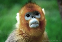 Продам мартышку синелицую - <ro>Изображение</ro><ru>Изображение</ru> #2, <ru>Объявление</ru> #1386898