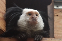 Продам игрунку Жоффруа - <ro>Изображение</ro><ru>Изображение</ru> #3, <ru>Объявление</ru> #1386900