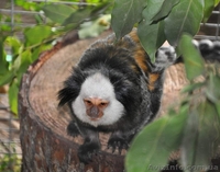 Продам игрунку Жоффруа - <ro>Изображение</ro><ru>Изображение</ru> #2, <ru>Объявление</ru> #1386900