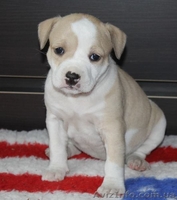  американского стаффордширского терьера щенки - <ro>Изображение</ro><ru>Изображение</ru> #3, <ru>Объявление</ru> #1401230