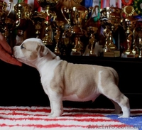  американского стаффордширского терьера щенки - <ro>Изображение</ro><ru>Изображение</ru> #7, <ru>Объявление</ru> #1401230