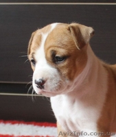  американского стаффордширского терьера щенки - <ro>Изображение</ro><ru>Изображение</ru> #9, <ru>Объявление</ru> #1401230