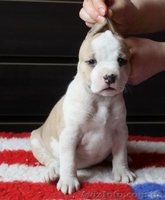  американского стаффордширского терьера щенки - <ro>Изображение</ro><ru>Изображение</ru> #1, <ru>Объявление</ru> #1401230