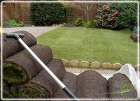 Устройство газона, рулонный газон - <ro>Изображение</ro><ru>Изображение</ru> #1, <ru>Объявление</ru> #1405306