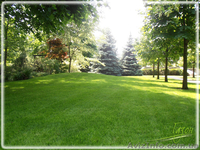 Стрижка газона; покос травы, тримерная стрижка - <ro>Изображение</ro><ru>Изображение</ru> #2, <ru>Объявление</ru> #1406059