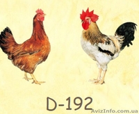 Куры, несушки мясо-яичного направления Доминант (Dominant) - <ro>Изображение</ro><ru>Изображение</ru> #1, <ru>Объявление</ru> #1402038