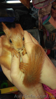 Продам взрослых белок и бельчат. - <ro>Изображение</ro><ru>Изображение</ru> #4, <ru>Объявление</ru> #1413104