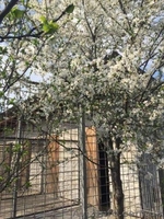 Гостиница для собак под Киевом - <ro>Изображение</ro><ru>Изображение</ru> #3, <ru>Объявление</ru> #1418739