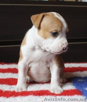  американского стаффордширского терьера щенки - <ro>Изображение</ro><ru>Изображение</ru> #2, <ru>Объявление</ru> #1401230