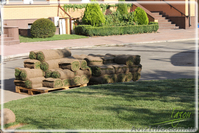 Устройство газона, рулонный газон - <ro>Изображение</ro><ru>Изображение</ru> #6, <ru>Объявление</ru> #1405306