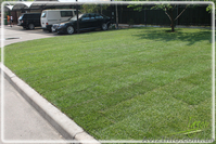 Устройство газона, рулонный газон - <ro>Изображение</ro><ru>Изображение</ru> #7, <ru>Объявление</ru> #1405306