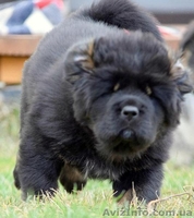 Предлагаем щенков Тибетского Мастифа - <ro>Изображение</ro><ru>Изображение</ru> #2, <ru>Объявление</ru> #1435711