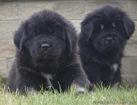 Предлагаем щенков Тибетского Мастифа - <ro>Изображение</ro><ru>Изображение</ru> #5, <ru>Объявление</ru> #1435711