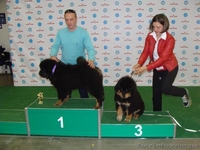 Продаются щенки тибетского мастифа, две девочки - <ro>Изображение</ro><ru>Изображение</ru> #2, <ru>Объявление</ru> #1429134