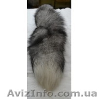 меха и форнитура - <ro>Изображение</ro><ru>Изображение</ru> #3, <ru>Объявление</ru> #1457792
