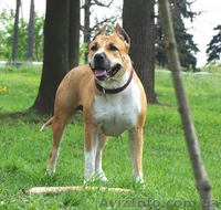 Продается очень шикарный щенок американского стаффордширского терьера - <ro>Изображение</ro><ru>Изображение</ru> #3, <ru>Объявление</ru> #1454736