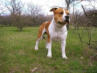 Продается очень шикарный щенок американского стаффордширского терьера - <ro>Изображение</ro><ru>Изображение</ru> #4, <ru>Объявление</ru> #1454736