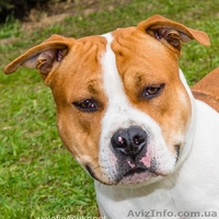 Продается очень шикарный щенок американского стаффордширского терьера - <ro>Изображение</ro><ru>Изображение</ru> #5, <ru>Объявление</ru> #1454736