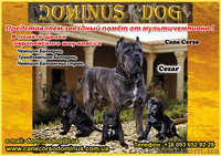 Щенки Кане Корсо. Питомник представляет суперпомет. - <ro>Изображение</ro><ru>Изображение</ru> #1, <ru>Объявление</ru> #1448372