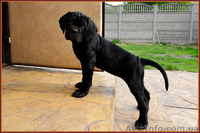 Щенки Кане Корсо. Питомник представляет суперпомет. - <ro>Изображение</ro><ru>Изображение</ru> #2, <ru>Объявление</ru> #1448372