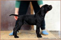 Щенки Кане Корсо. Питомник представляет суперпомет. - <ro>Изображение</ro><ru>Изображение</ru> #4, <ru>Объявление</ru> #1448372