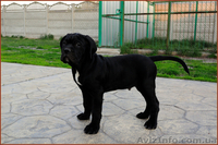 Щенки Кане Корсо. Питомник представляет суперпомет. - <ro>Изображение</ro><ru>Изображение</ru> #5, <ru>Объявление</ru> #1448372