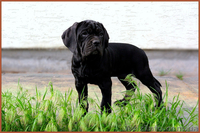 Щенки Кане Корсо. Питомник представляет суперпомет. - <ro>Изображение</ro><ru>Изображение</ru> #6, <ru>Объявление</ru> #1448372