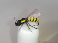 Мушки Оса, комарики, жуки, мухи - <ro>Изображение</ro><ru>Изображение</ru> #1, <ru>Объявление</ru> #1454226