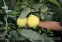 Лимон комнатный плодоносящий - <ro>Изображение</ro><ru>Изображение</ru> #2, <ru>Объявление</ru> #1414306