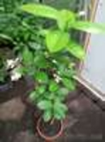 Лимон комнатный плодоносящий - <ro>Изображение</ro><ru>Изображение</ru> #3, <ru>Объявление</ru> #1414306